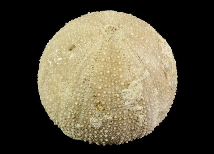 Psephechinus Fossil Echinoid (Sea Urchin) - Morocco #69873